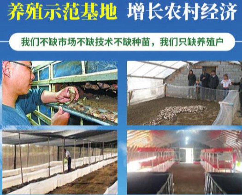 白玉蜗牛养殖基地包技术包回收签订合同。