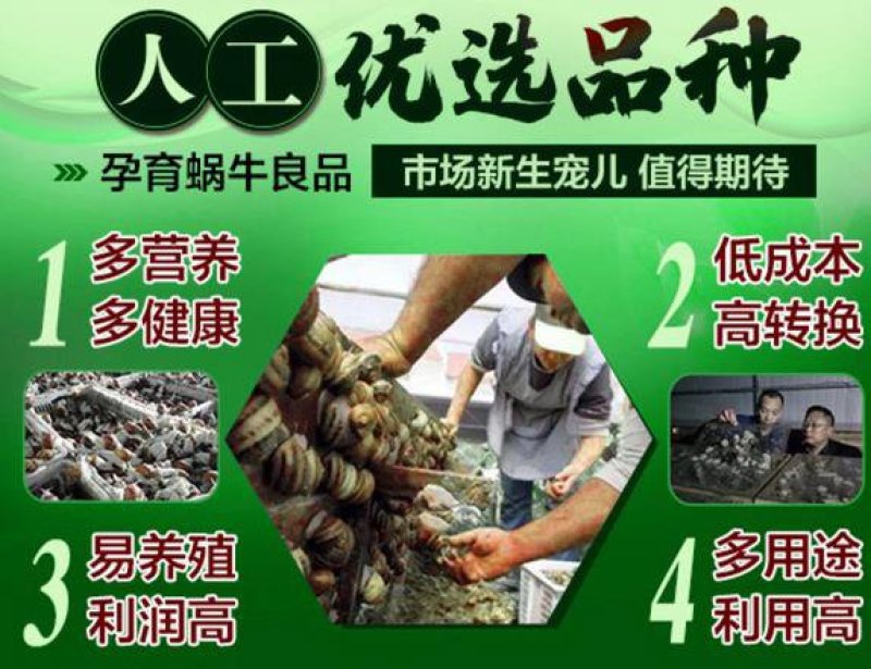 白玉蜗牛养殖基地包技术包回收签订合同。