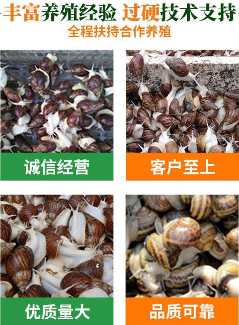 白玉蜗牛养殖基地包技术包回收签订合同。