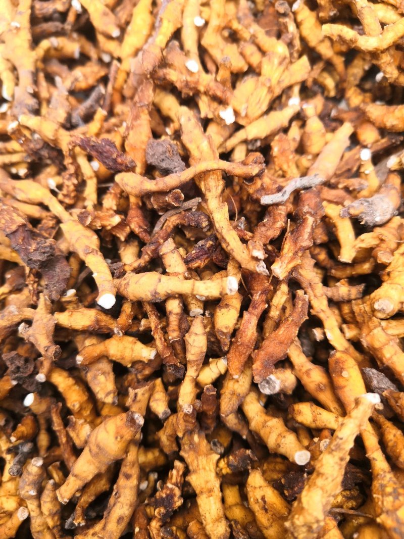 精品货九节菖蒲，纯野生的，包含量，种子种苗全干货都有