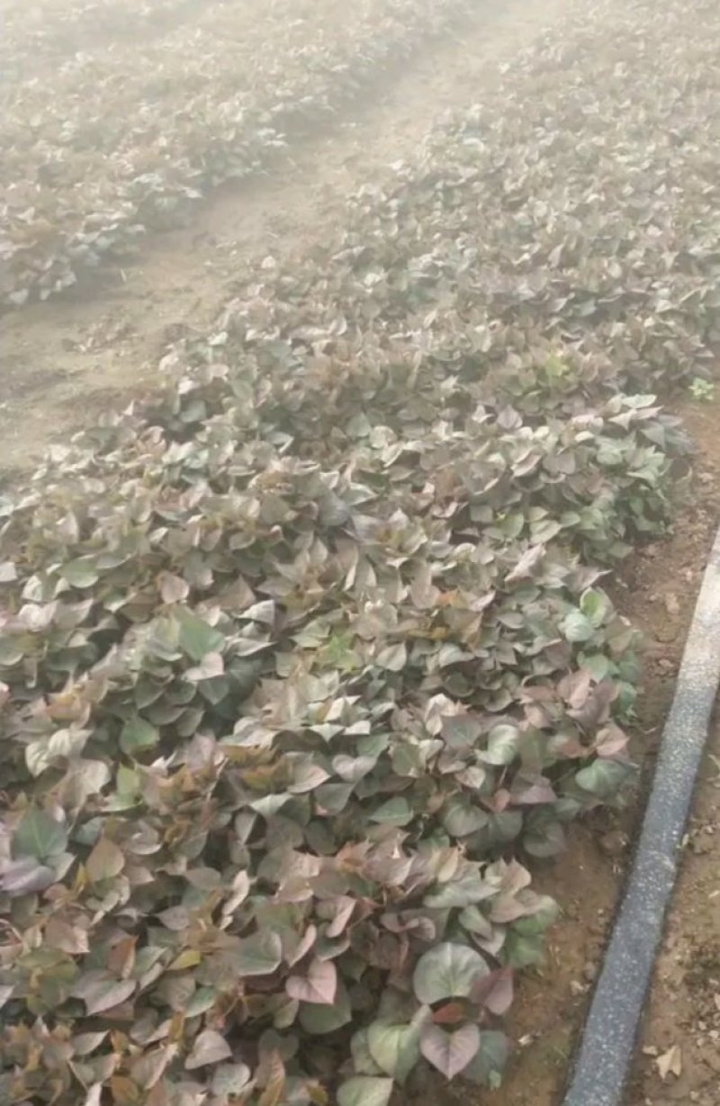 脱毒红薯苗