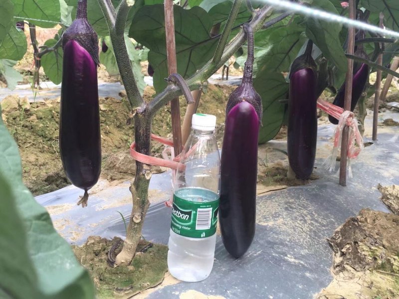 茄子中的黑马黑马中茄种子淡绿肉紫红长茄升级换代品种