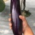 茄子中的黑马黑马中茄种子淡绿肉紫红长茄升级换代品种