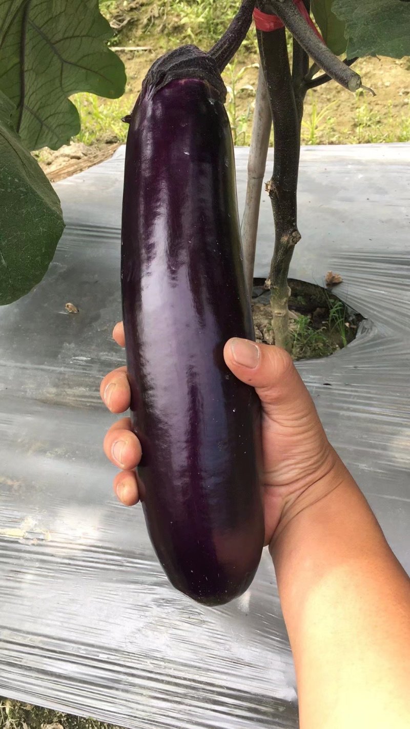 茄子中的黑马黑马中茄种子淡绿肉紫红长茄升级换代品种