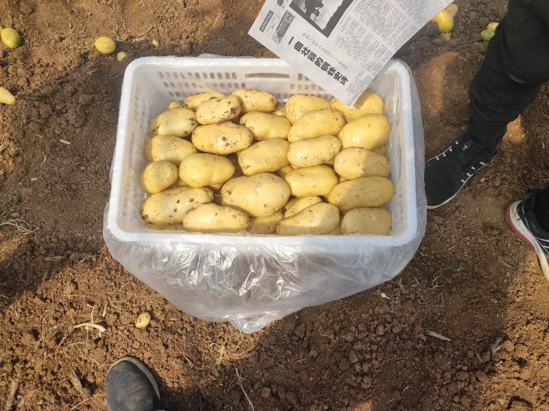 24年新土荷兰十五土豆各种规格土豆，装箱，装袋