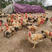 红芦花鸡苗运输包路损提供养殖技术
