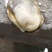 乳山生蚝深海乳山生蚝自家养殖