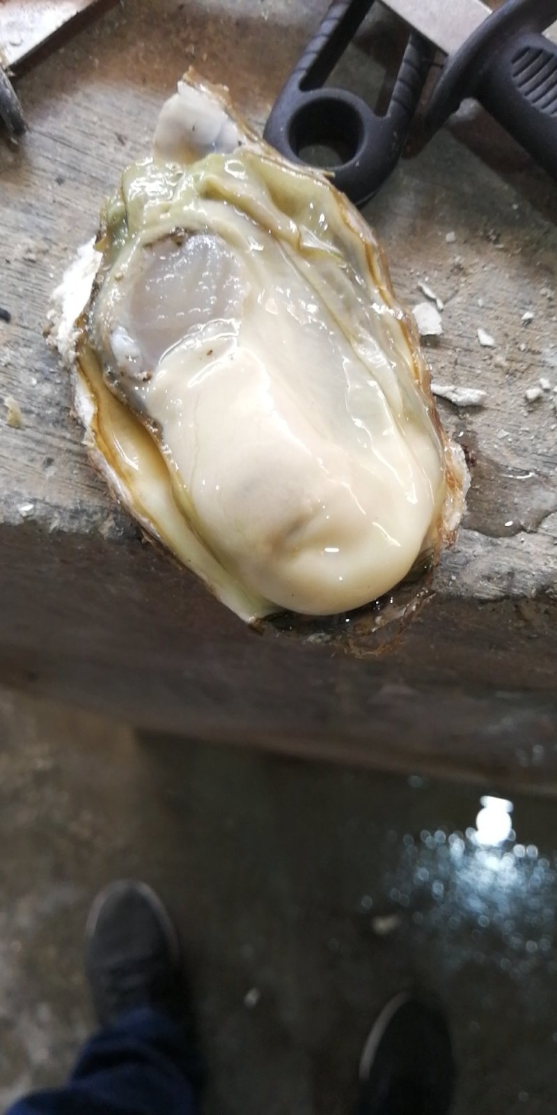 乳山生蚝深海乳山生蚝自家养殖