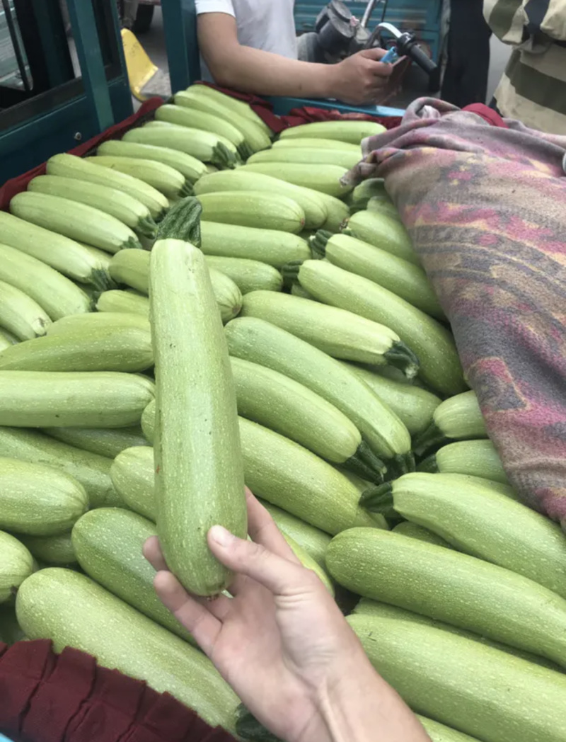 【超市**】精品西葫芦产地直销质量靠谱价格放心