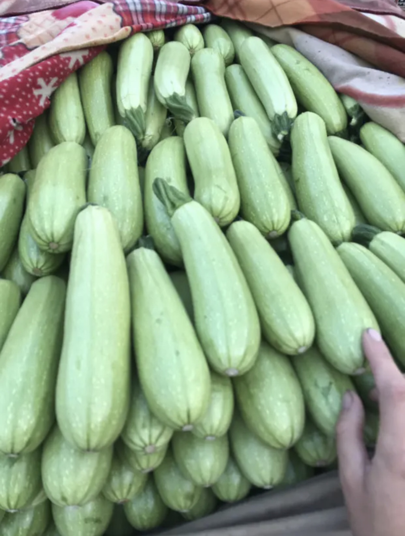 【超市**】精品西葫芦产地直销质量靠谱价格放心