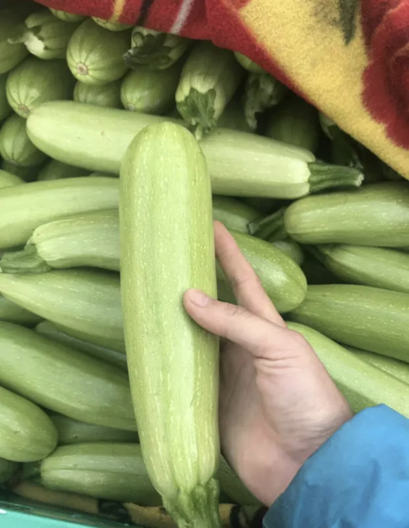 【超市**】精品西葫芦产地直销质量靠谱价格放心