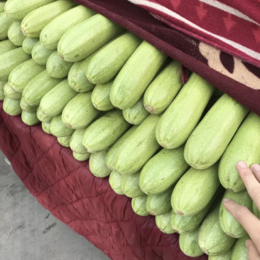 【超市**】精品西葫芦产地直销质量靠谱价格放心
