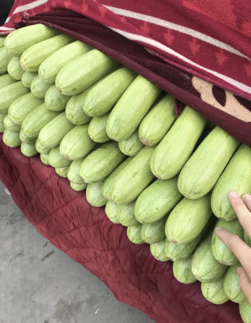 【超市**】精品西葫芦产地直销质量靠谱价格放心