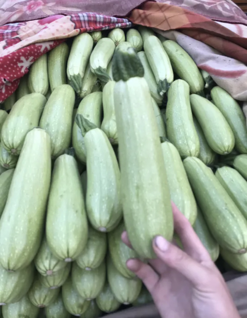 【超市**】精品西葫芦产地直销质量靠谱价格放心