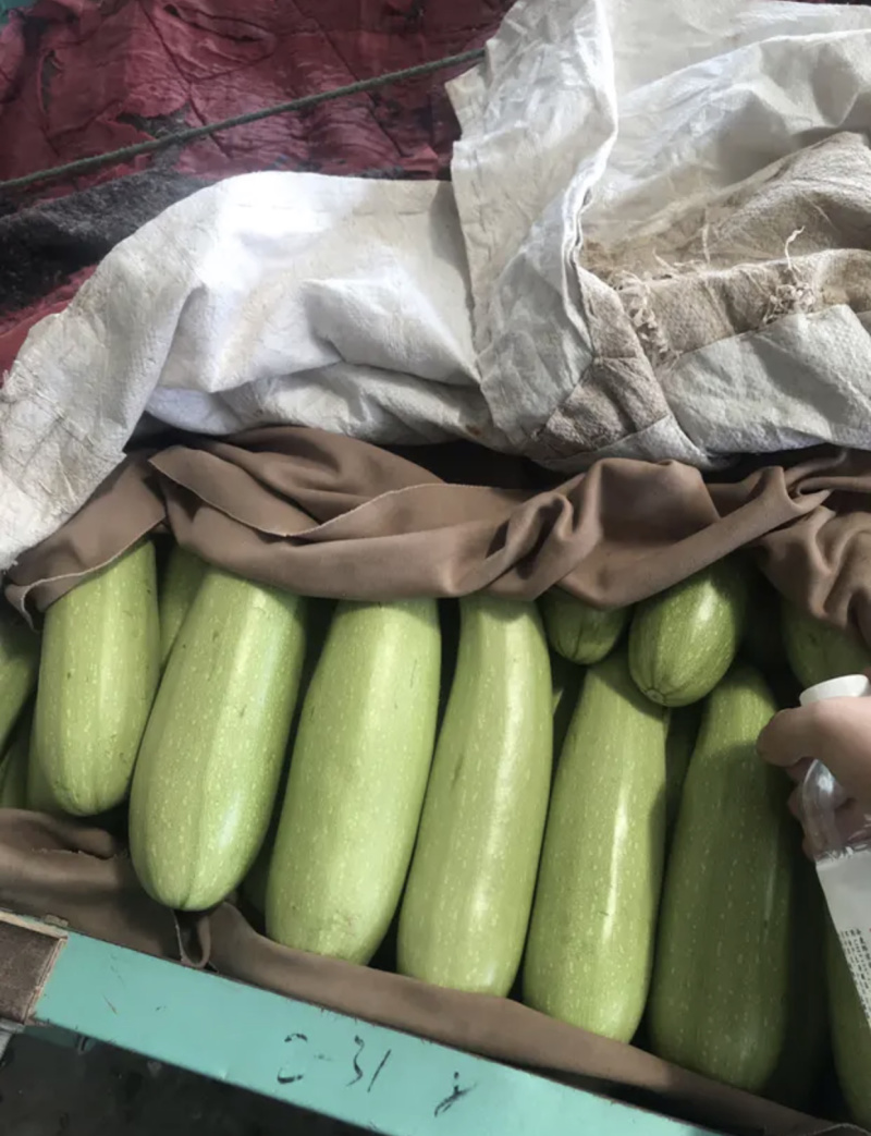 【超市**】精品西葫芦产地直销质量靠谱价格放心