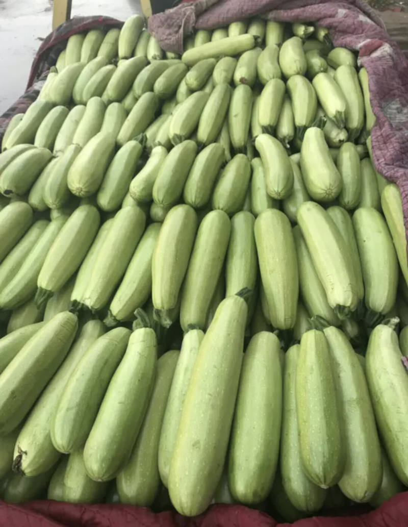 【超市**】精品西葫芦产地直销质量靠谱价格放心