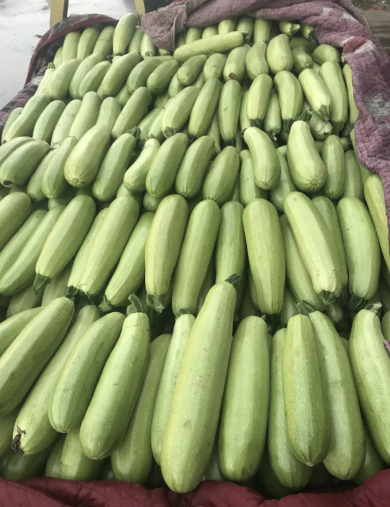 【超市**】精品西葫芦产地直销质量靠谱价格放心