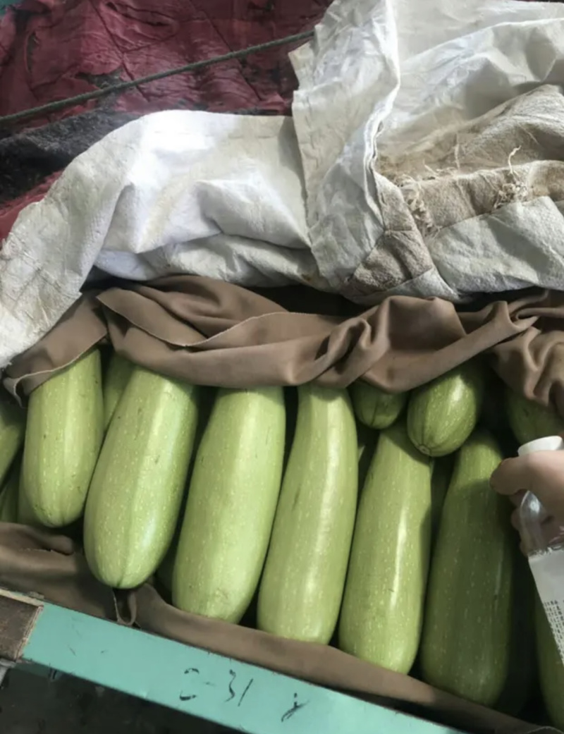 【超市**】精品西葫芦产地直销质量靠谱价格放心