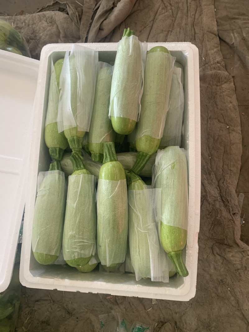 【超市**】精品西葫芦产地直销质量靠谱价格放心
