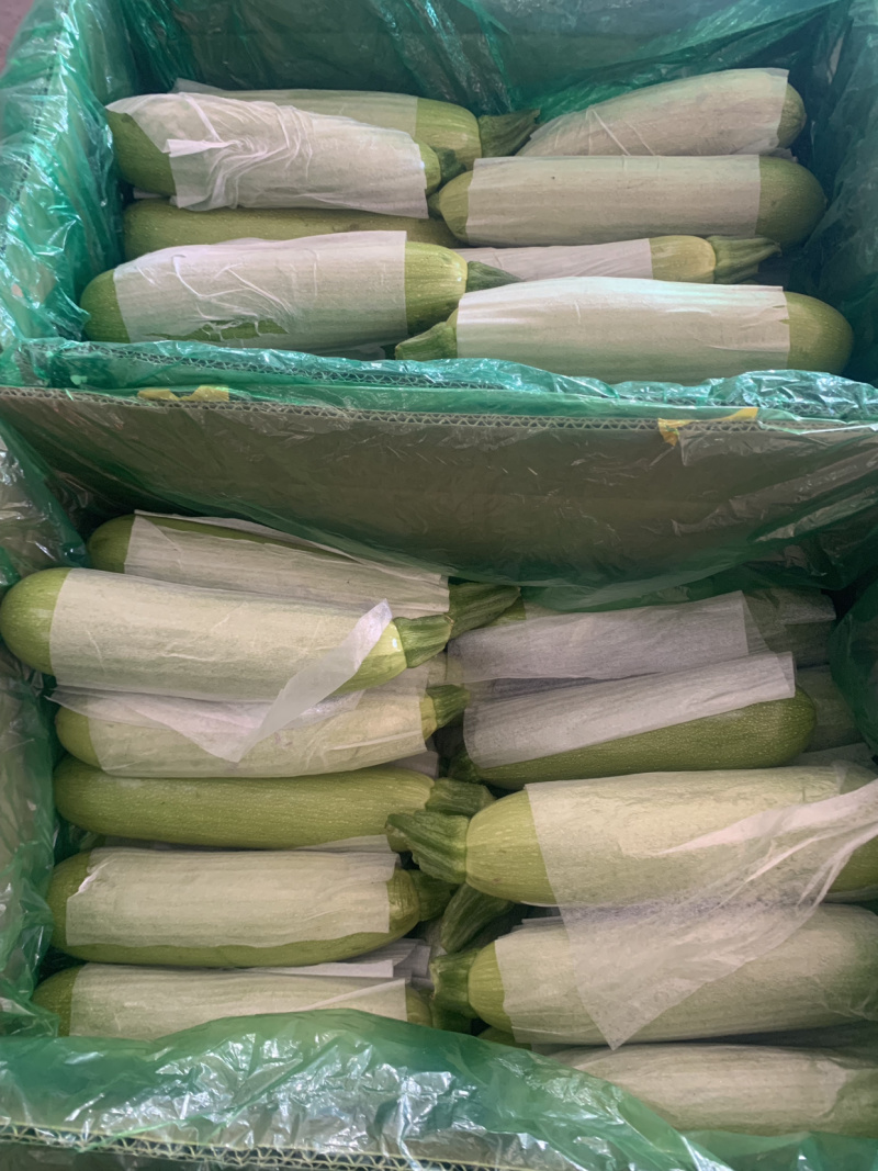 【超市**】精品西葫芦产地直销质量靠谱价格放心