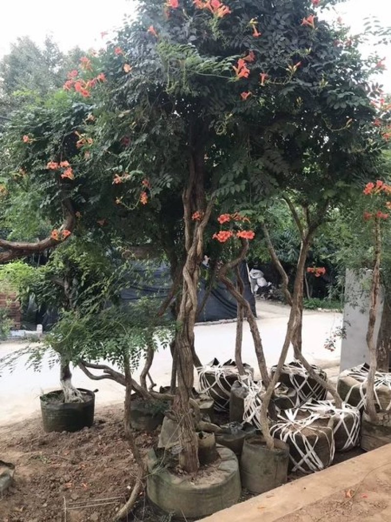 美国凌霄苗俄罗斯进口耐寒盆栽爬藤植物庭院攀爬四季花卉炮