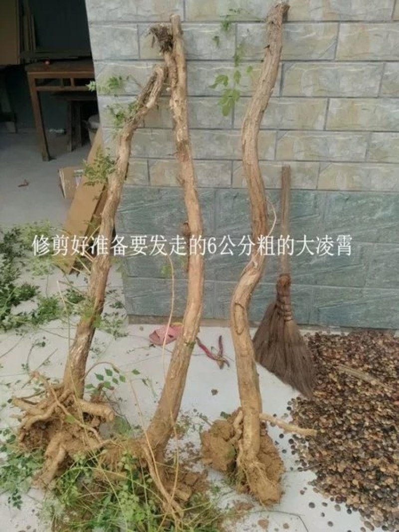 美国凌霄苗俄罗斯进口耐寒盆栽爬藤植物庭院攀爬四季花卉炮