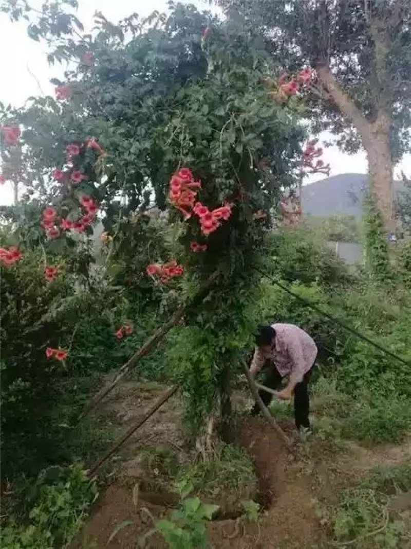 美国凌霄苗俄罗斯进口耐寒盆栽爬藤植物庭院攀爬四季花卉炮