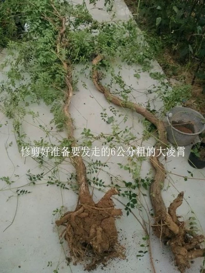 美国凌霄苗俄罗斯进口耐寒盆栽爬藤植物庭院攀爬四季花卉炮