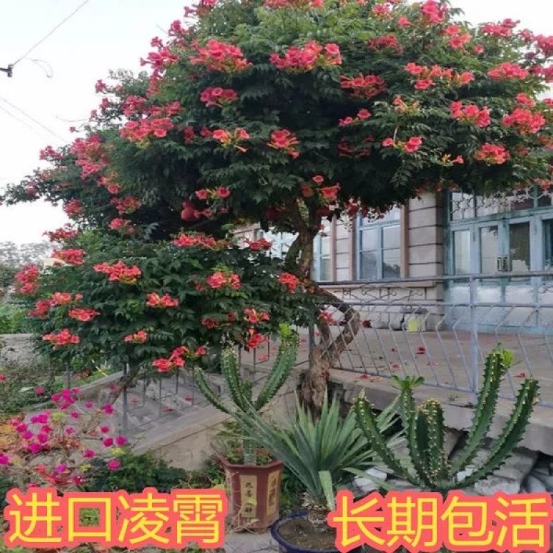 美国凌霄苗俄罗斯进口耐寒盆栽爬藤植物庭院攀爬四季花卉炮