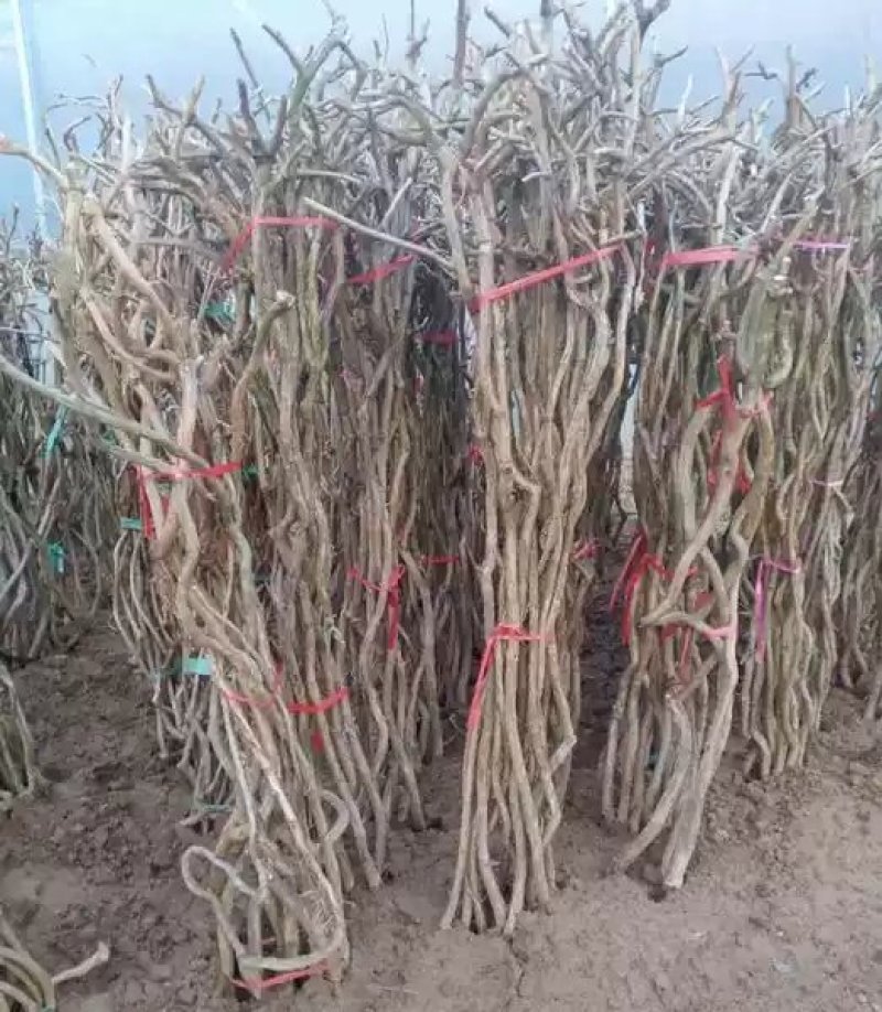 美国凌霄苗俄罗斯进口耐寒盆栽爬藤植物庭院攀爬四季花卉炮