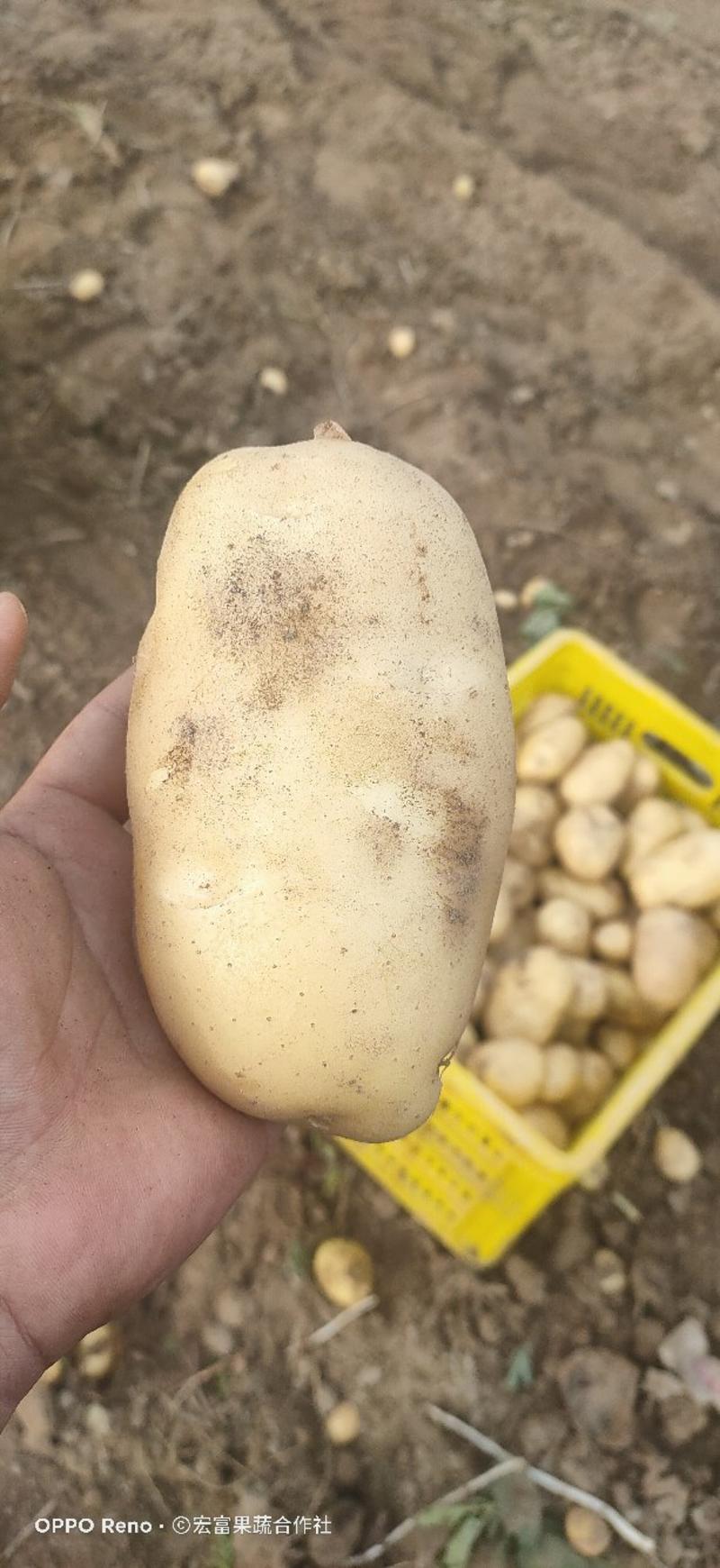 陕西汉中大棚土豆沃土定地现挖《保质保量代发全国》