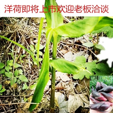 贵州野生洋荷姜