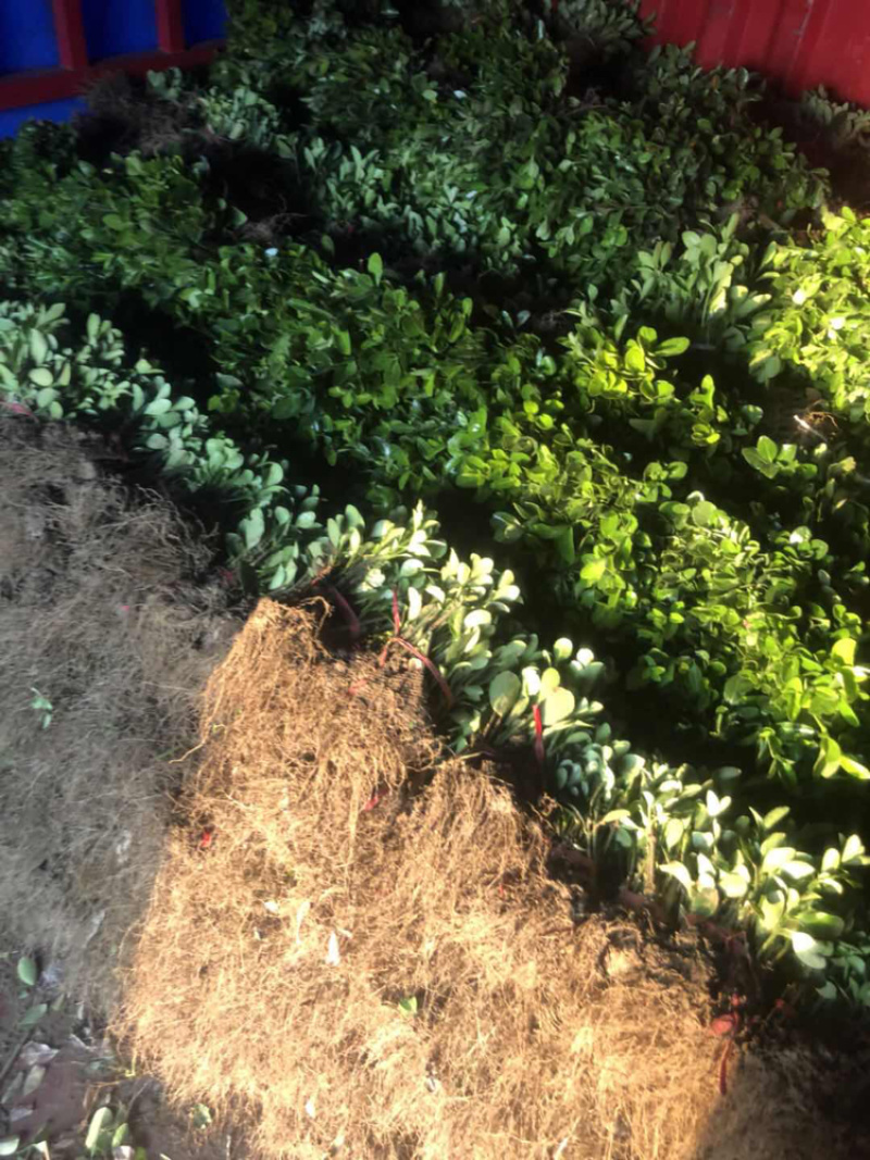 冬青小苗冬青苗根系发达成活率百分之99