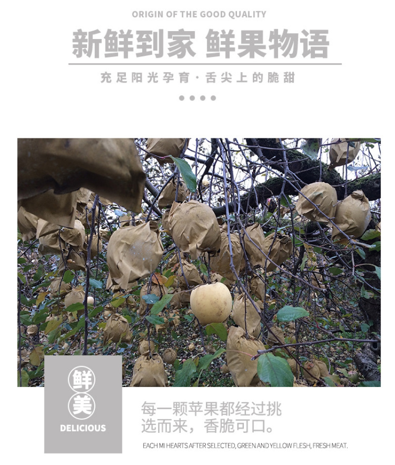 【奶油富士苹果】5斤大果，一件代发，包邮坏果包赔！