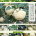 【奶油富士苹果】5斤大果，一件代发，包邮坏果包赔！