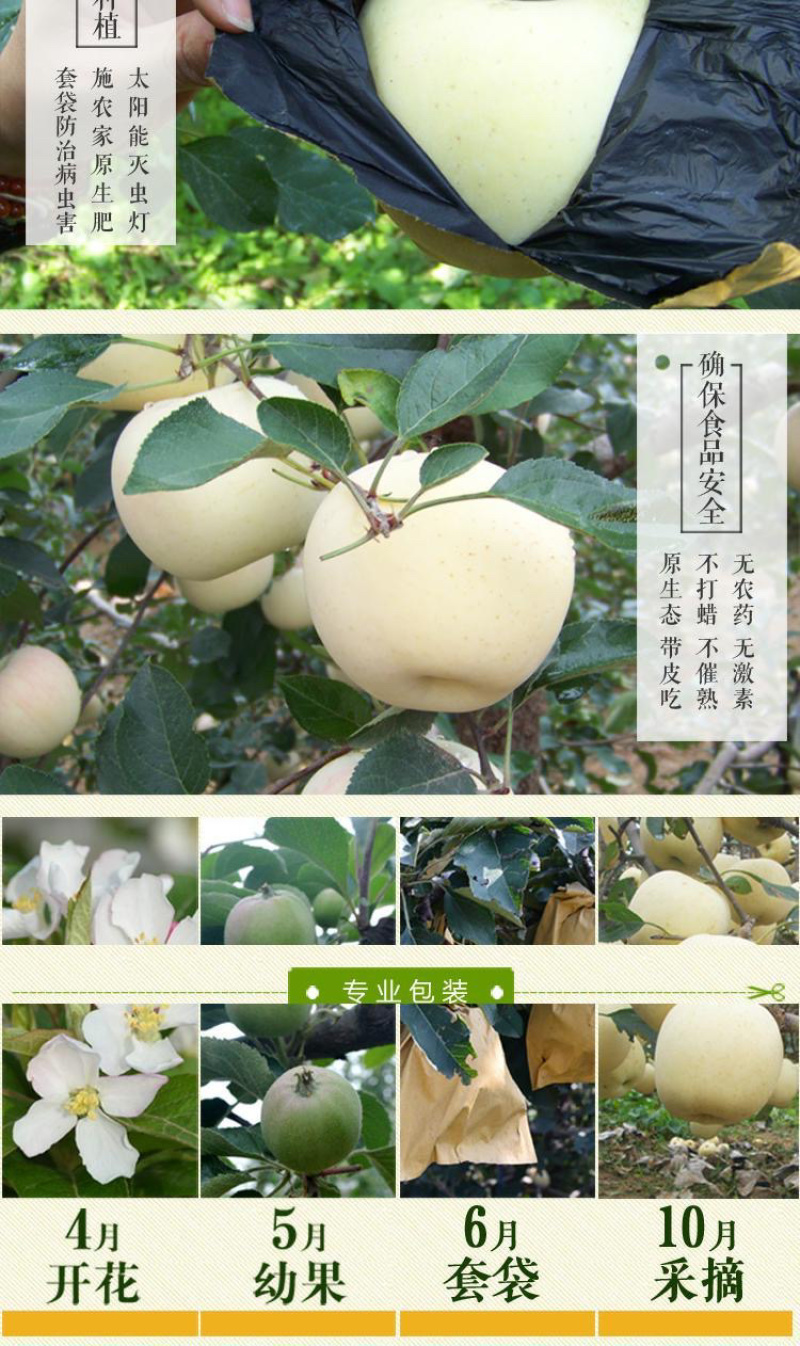 【奶油富士苹果】5斤大果，一件代发，包邮坏果包赔！