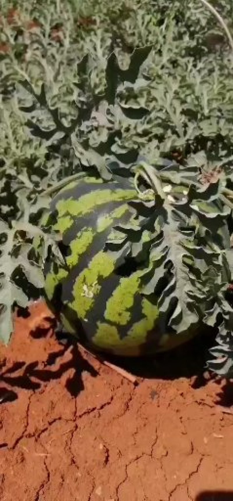 甜王