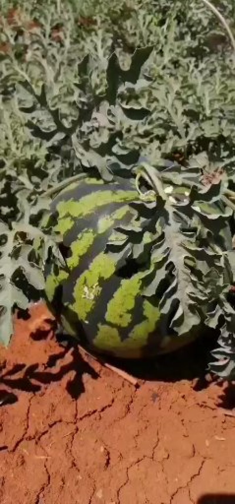 甜王