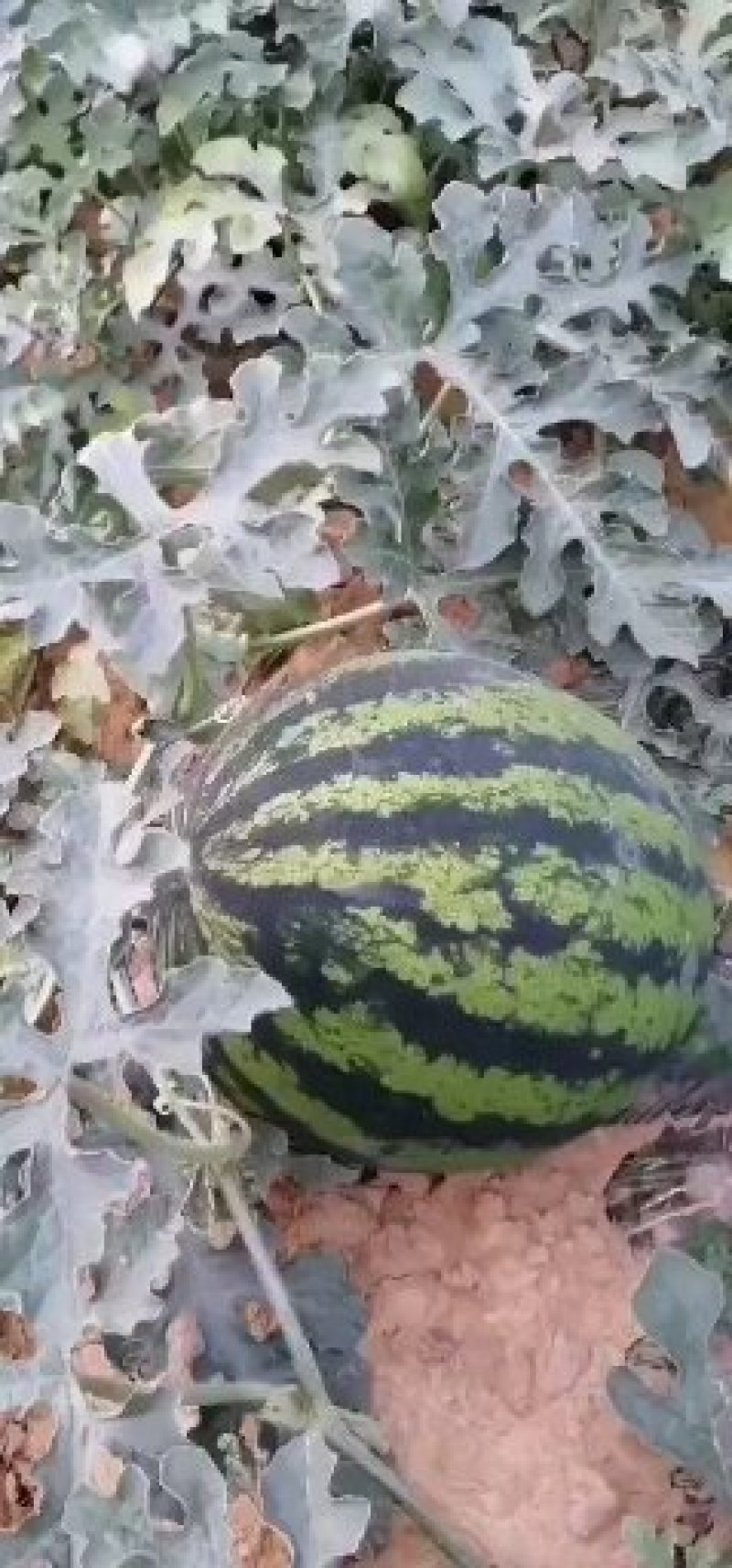 甜王