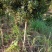 大量供应4-6公分罗汉松