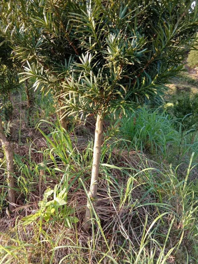 大量供应4-6公分罗汉松