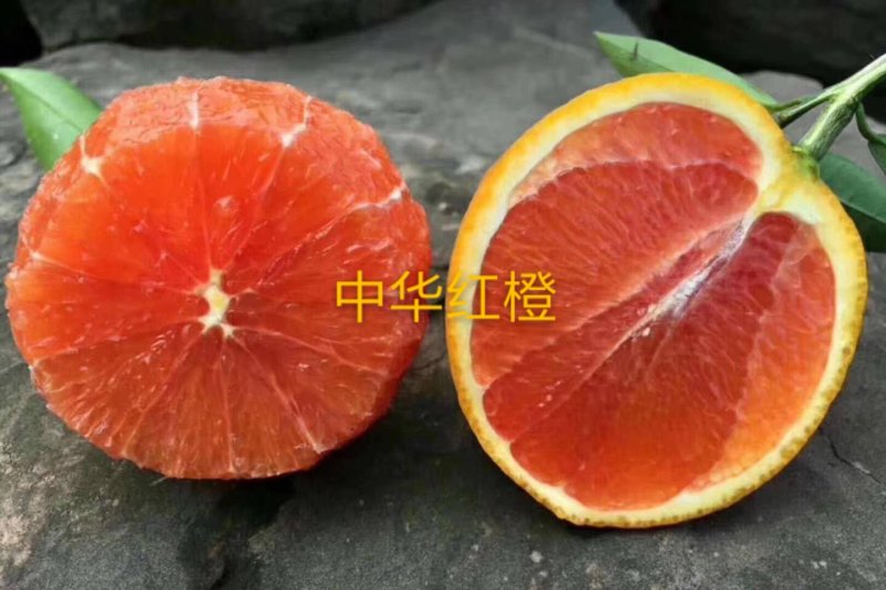 秭归脐橙纽荷尔长虹中华红自家果园，量大从优.