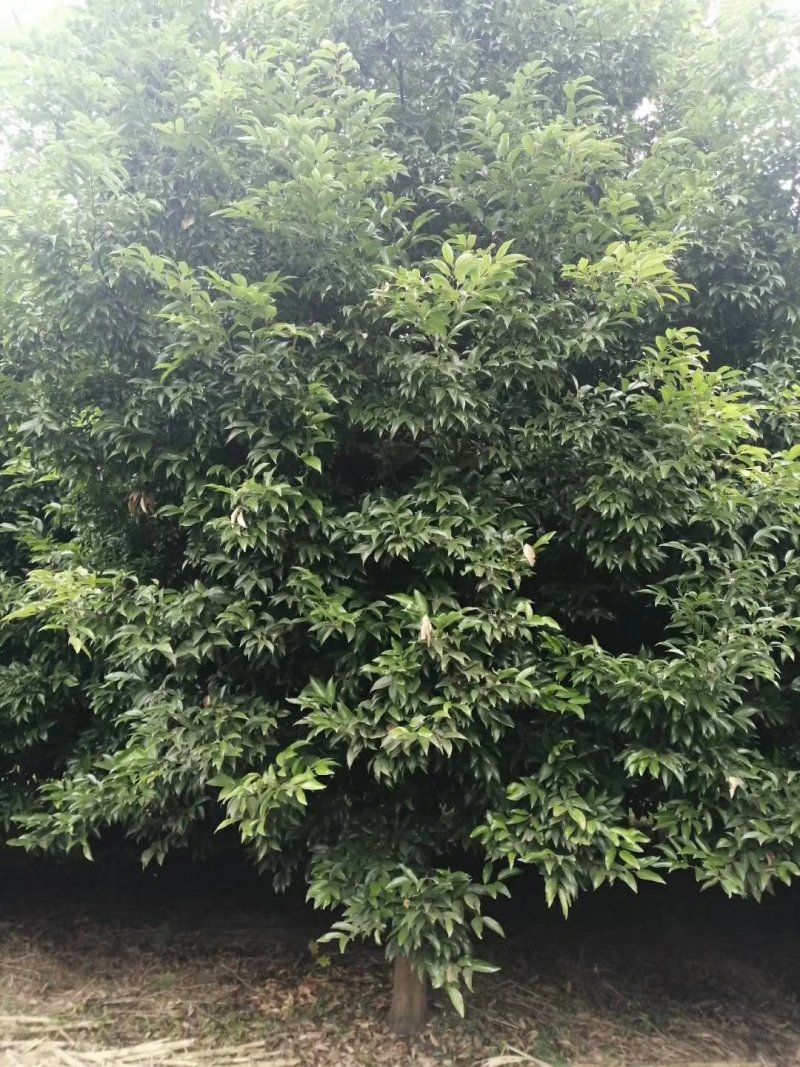 楠木