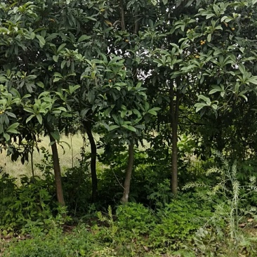 枇杷树
