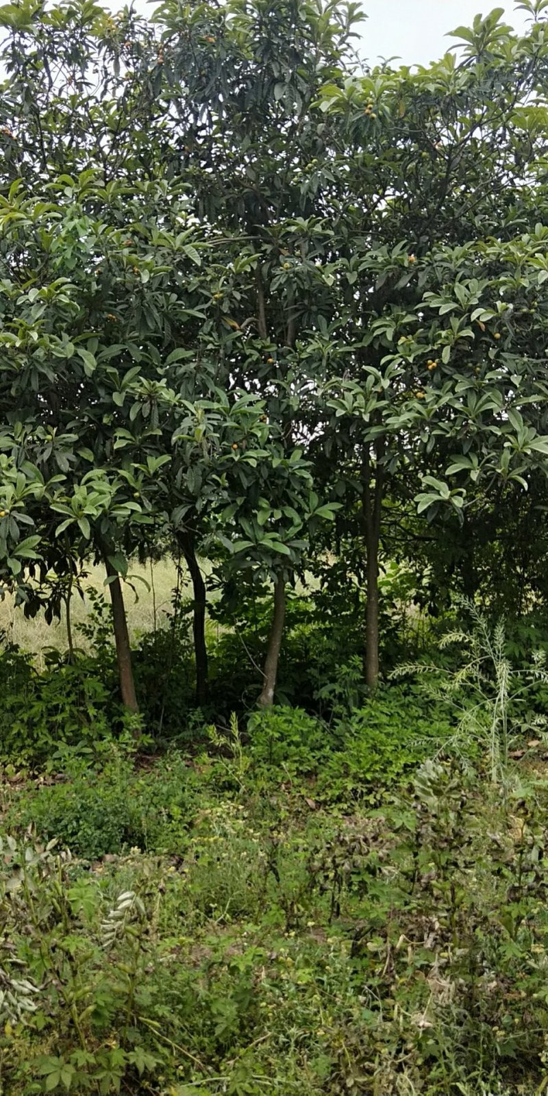 枇杷树