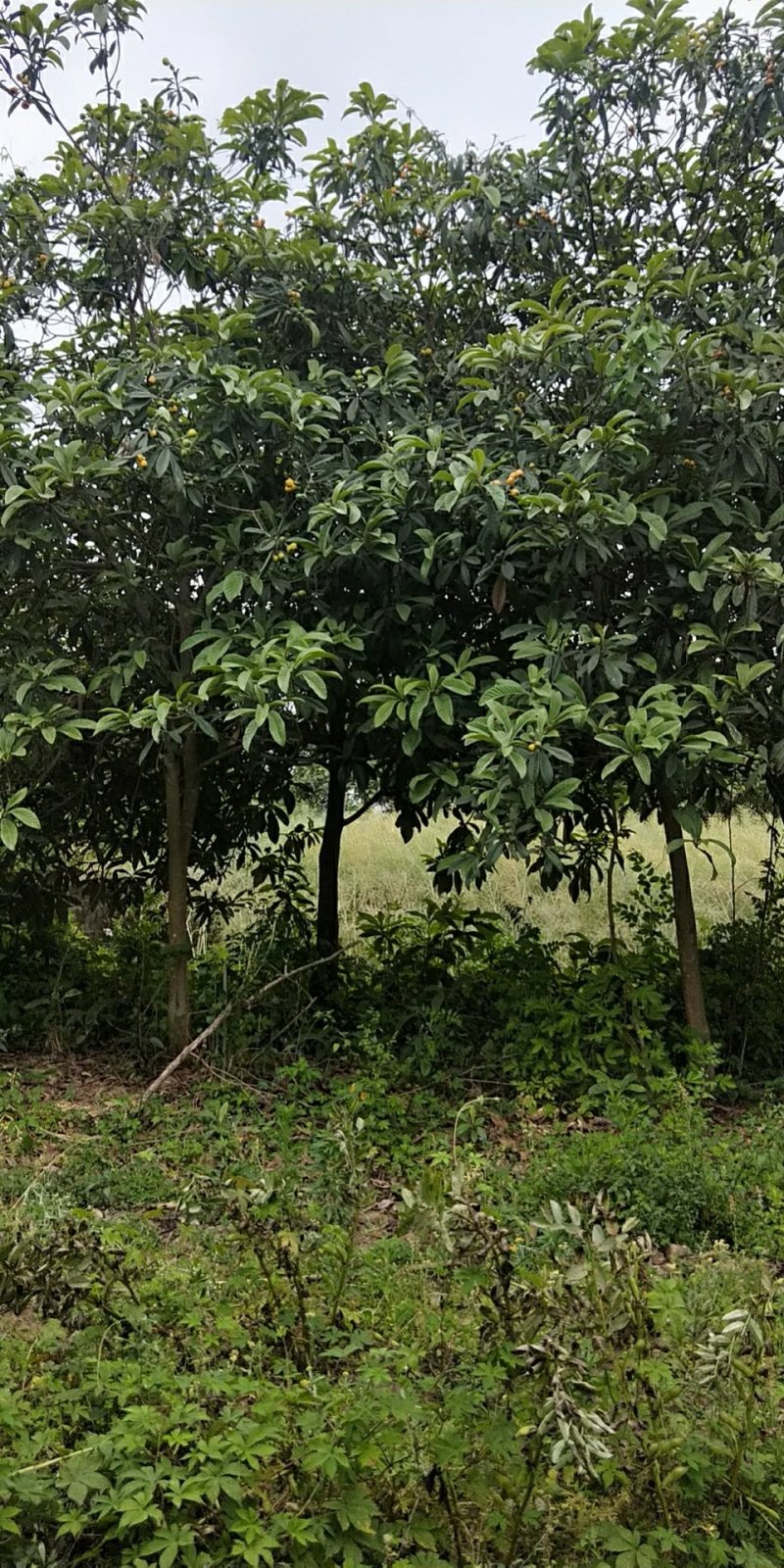 枇杷树
