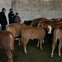 广西南宁鲁西黄牛肉牛犊活体小牛苗及大型黄牛种牛母牛小牛仔