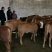 广西南宁鲁西黄牛肉牛犊活体小牛苗及大型黄牛种牛母牛小牛仔
