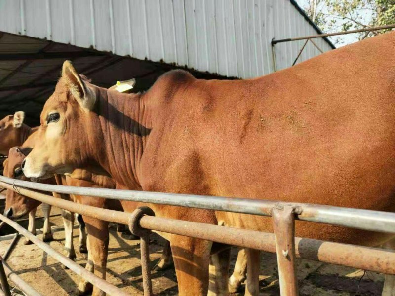 广西南宁鲁西黄牛肉牛犊活体小牛苗及大型黄牛种牛母牛小牛仔