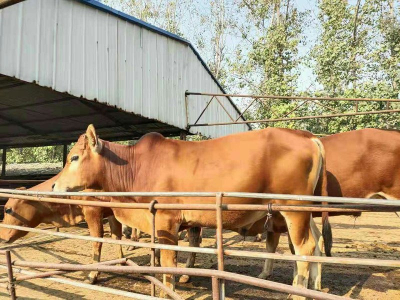 广西南宁鲁西黄牛肉牛犊活体小牛苗及大型黄牛种牛母牛小牛仔